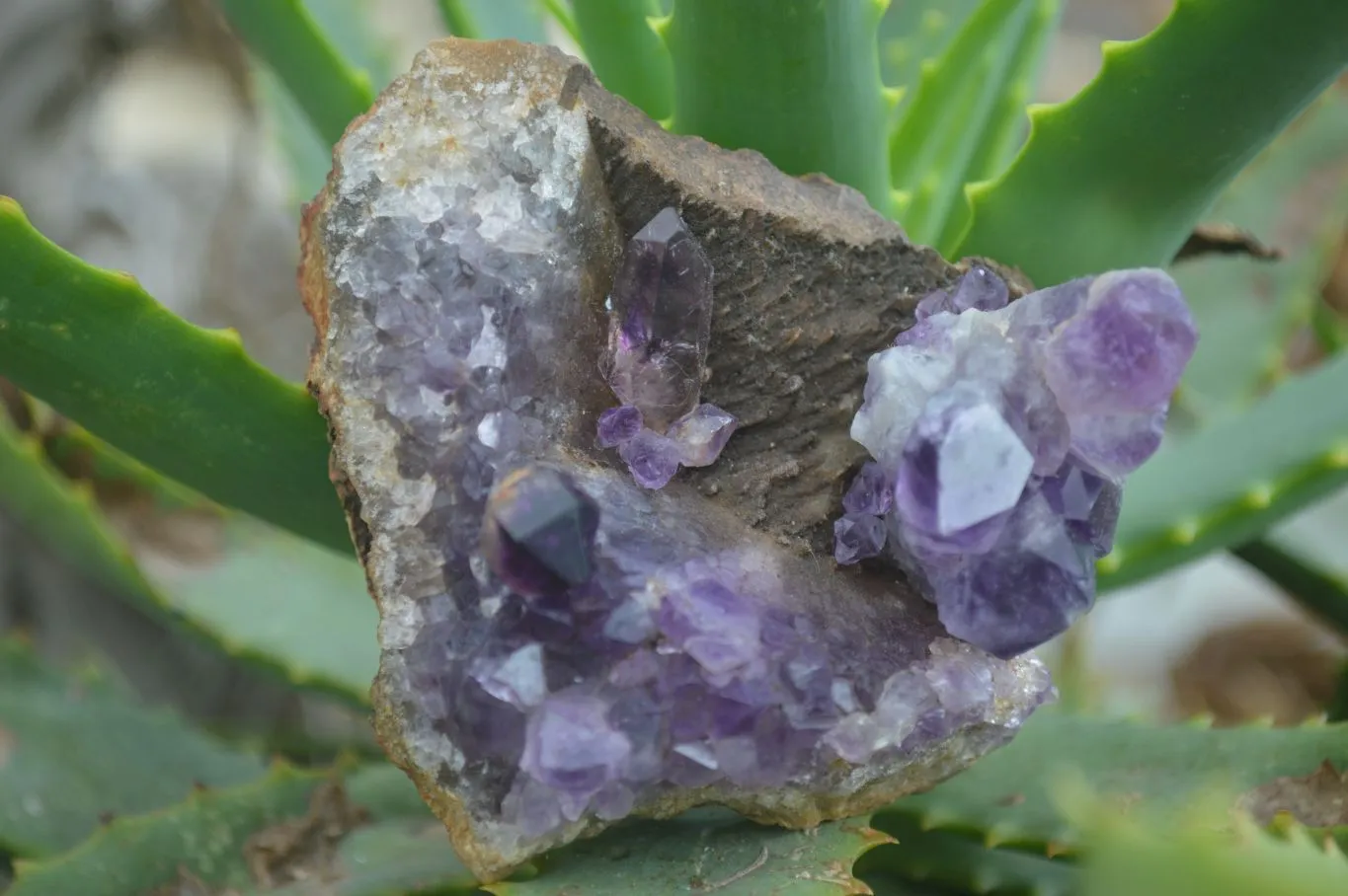 Hand Made Natural Conglomerate Amethyst Clusters x 6 From Chiredzi, Zimbabwe