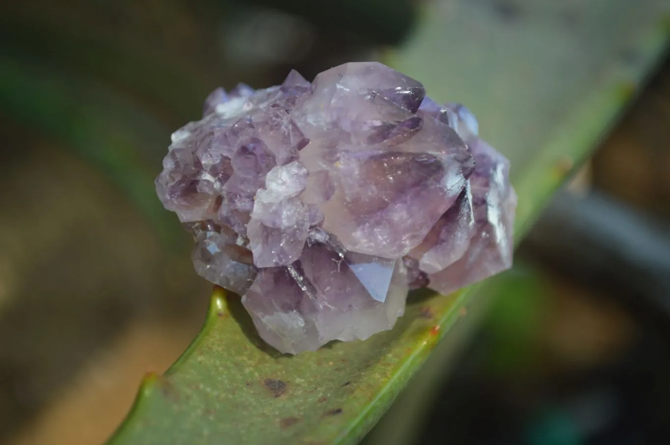 Natural Spirit Amethyst Quartz Crystal Specimens x 35 From Boekenhouthoek, South Africa