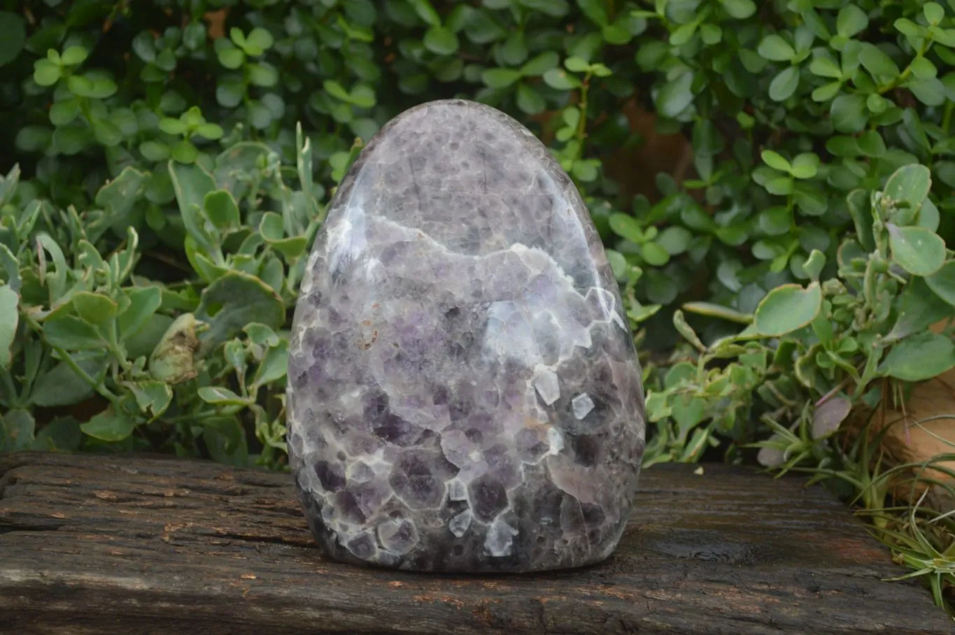 Polished Extra Large Flower Chevron Amethyst Display Piece x 1 From Madagascar