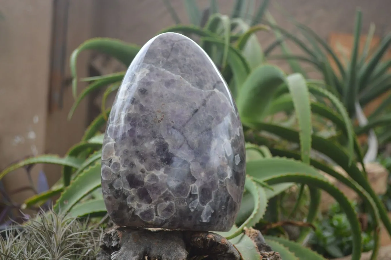 Polished Extra Large Flower Chevron Amethyst Display Piece x 1 From Madagascar